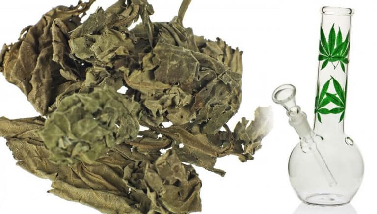 Que Es La Salvia Divinorum Y Cuales Son Sus Efectos