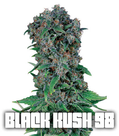 Black Kush 98 Gea Seeds