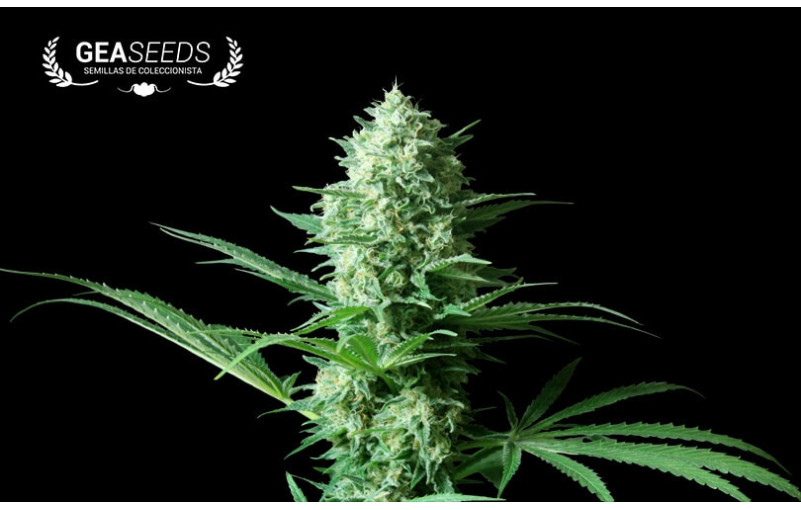 Jack Orange - Feminized Seed Jack Orange - Feminized Seed