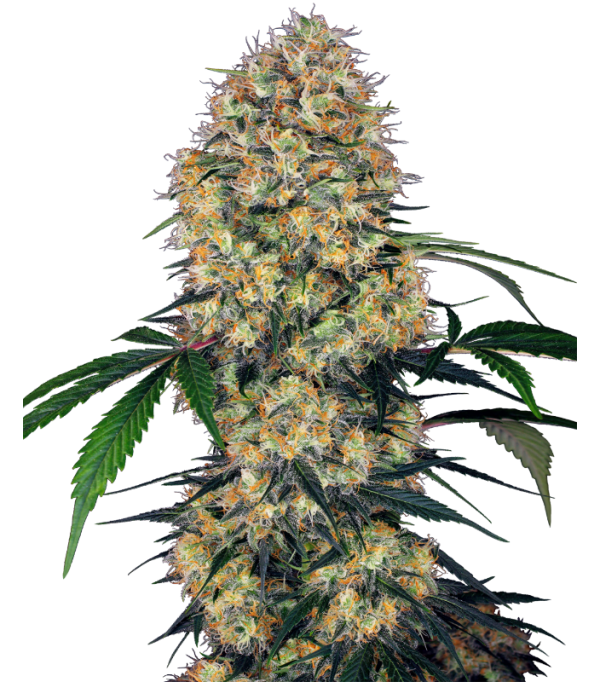 Sensi Amnesia XXL Auto Sensi Amnesia XXL Auto