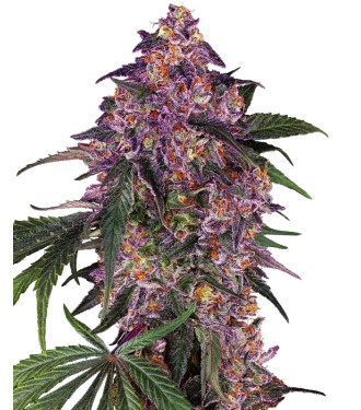 Sensi Purple Kush - Originale Samen | Diskreter Versand