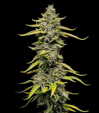 Blue Cheese | Royal Queen -  VENDA DE SEMENTES