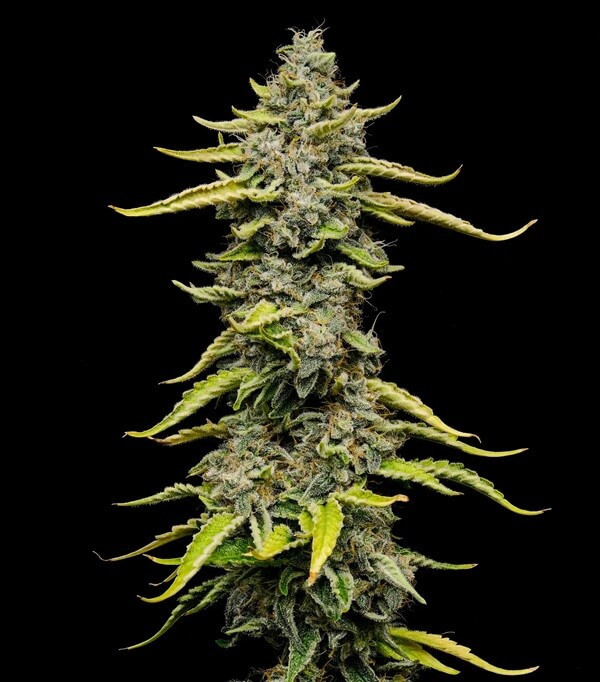 Blue Cheese Blue Cheese