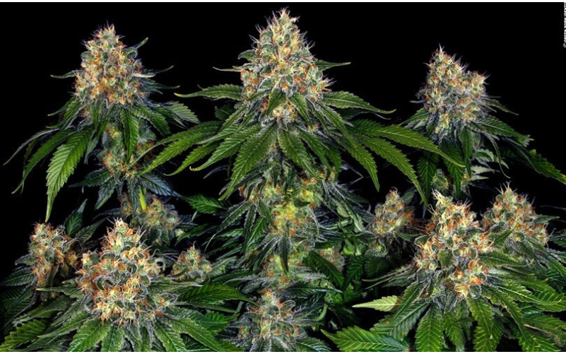 Moby Dick Auto - Comprar Sementes Baratas | Envio Discreto