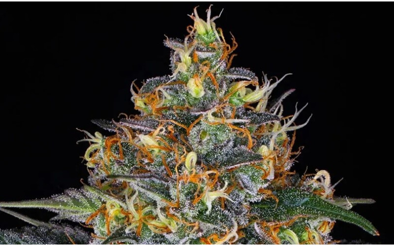 Moby Dick Auto - Comprar Sementes Baratas | Envio Discreto