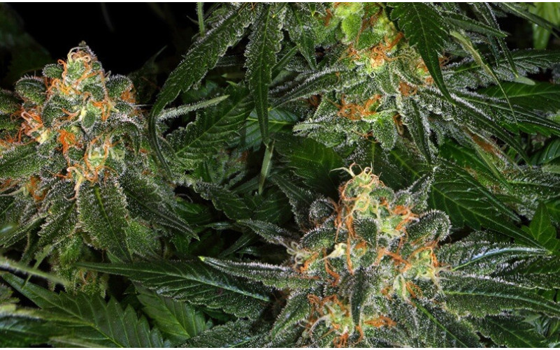 Moby Dick Auto - Comprar Sementes Baratas | Envio Discreto