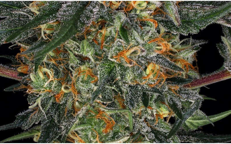 Moby Dick Auto - Comprar Sementes Baratas | Envio Discreto