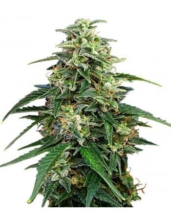 Amnesia - Feminized Seed