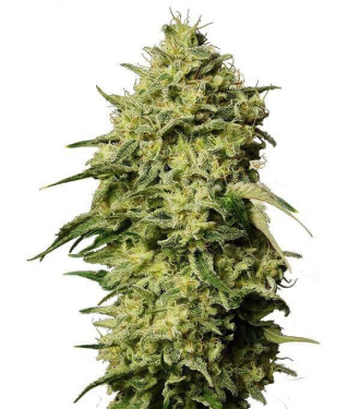 Auto Amnesia Gea Seeds