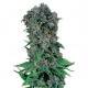 Black Kush 98 Feminizada Black Kush 98 Feminizada
