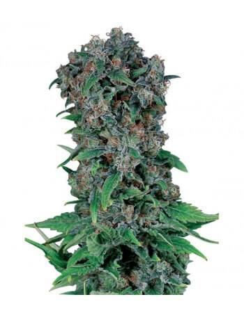 Black Kush 98 - Feminized Seed