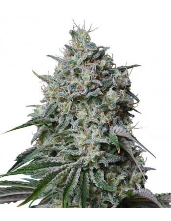 Cachalote - Feminized Seed