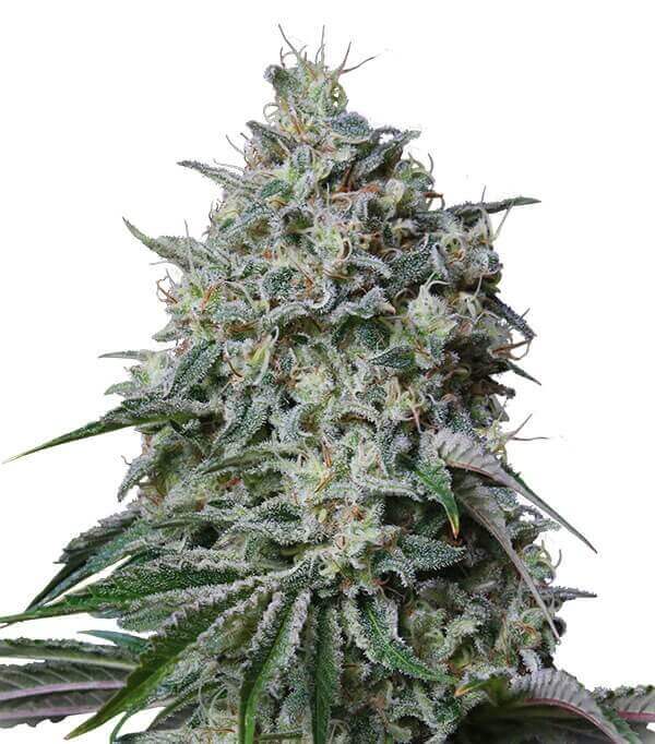 Cachalote Feminized Buy Cheap Marijuana Seeds Online Gea Seeds