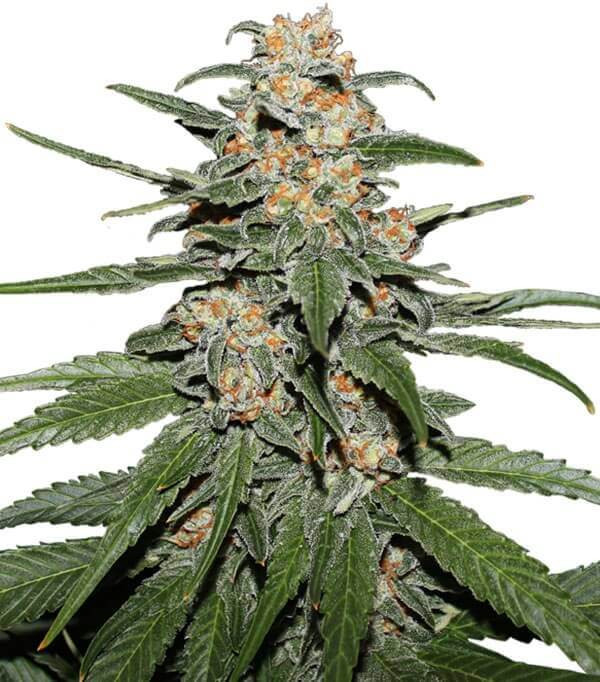 Caramelate - Graine Féminisée Caramelate - Graine Féminisée