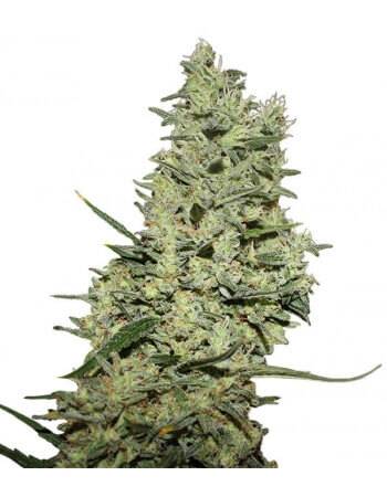 Critical ++ - Feminized Seed