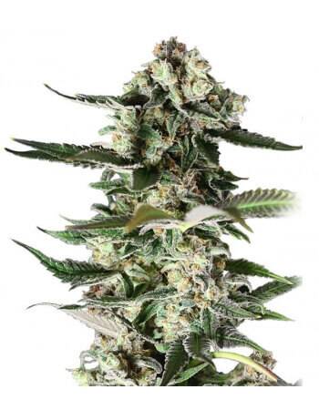 Critical Purple - Feminized Seed