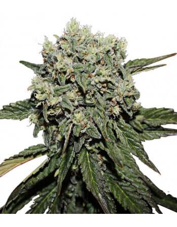 Hard Diesel - Feminized Seed