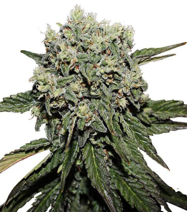 Hard Diesel - Feminized Seed Hard Diesel - Feminized Seed