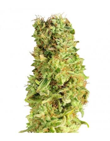 Matanus-k - Feminized Seed