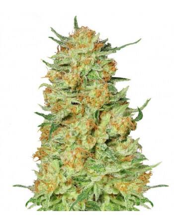 Northern Kush - Feminized Seed