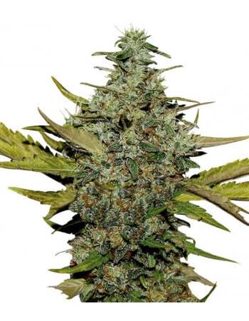 Super Skunk - Feminized Seed