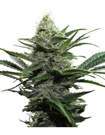 Widow - Feminized Seed