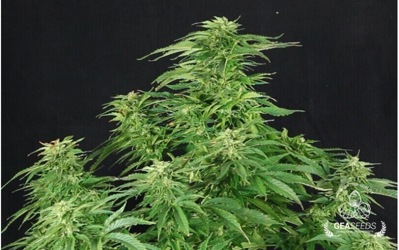 Auto Amnesia Gea Seeds Auto Amnesia Gea Seeds