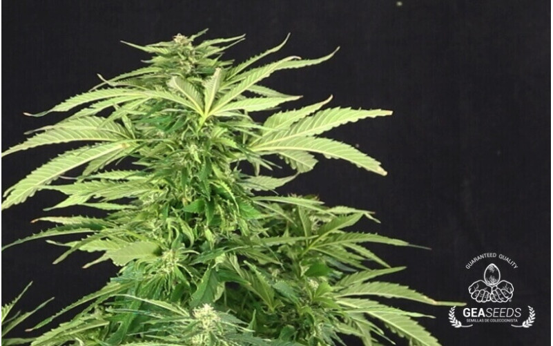 Auto Amnesia Gea Seeds