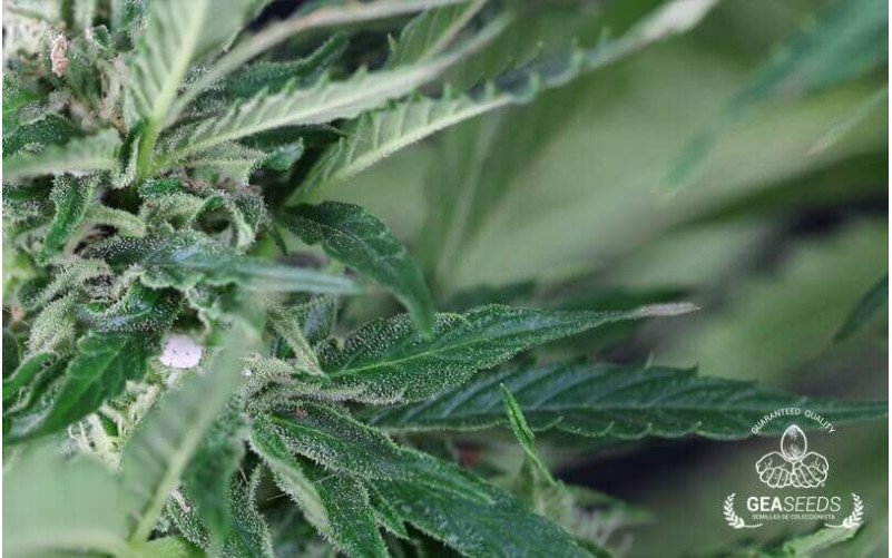 Auto Amnesia Gea Seeds