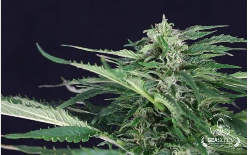 Auto Amnesia Gea Seeds Auto Amnesia Gea Seeds