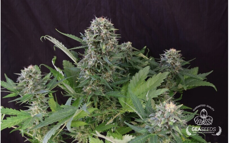 Auto Cheese Gea Seeds