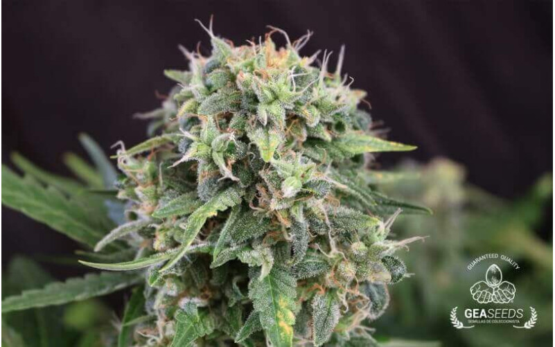 Auto Cheese Gea Seeds