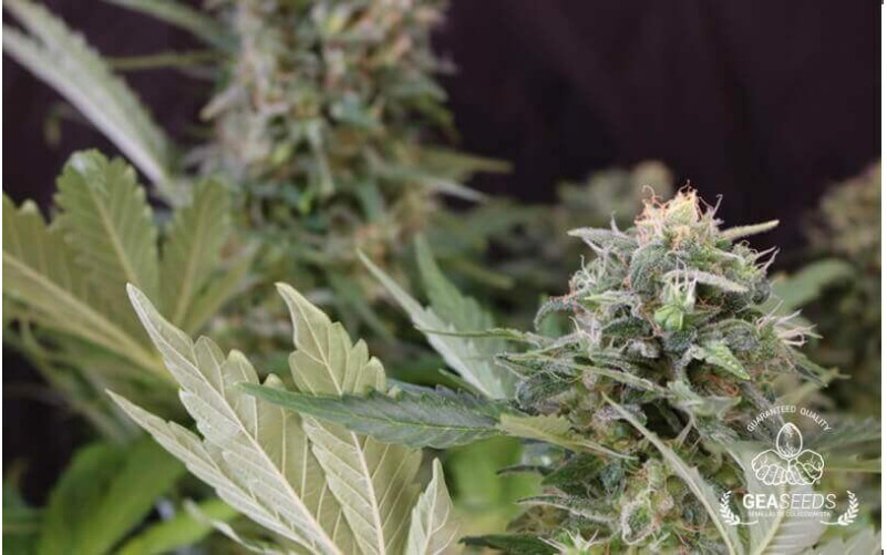 Auto Cheese Gea Seeds