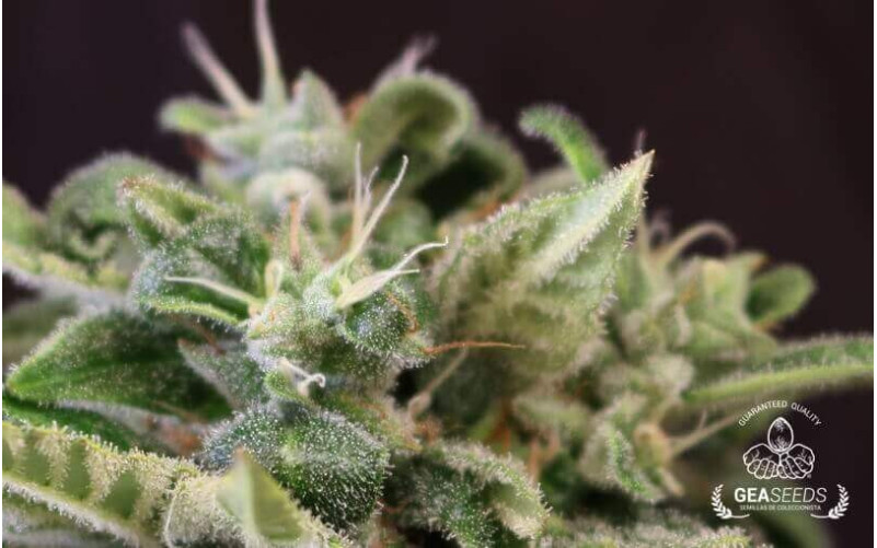 Auto Cheese Gea Seeds