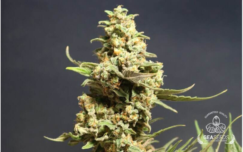 Auto Critical Gea Seeds Auto Critical Gea Seeds