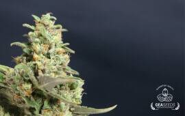 Auto Critical Gea Seeds