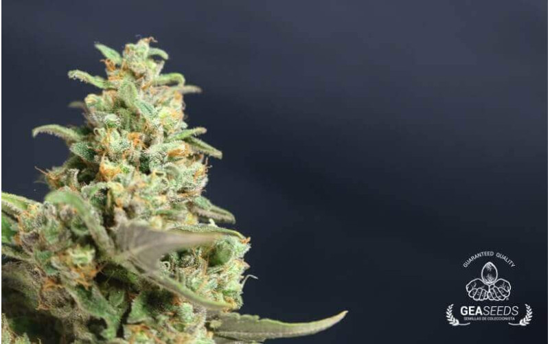 Auto Critical Gea Seeds Auto Critical Gea Seeds