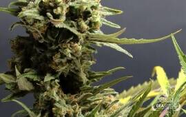 Auto Critical Gea Seeds