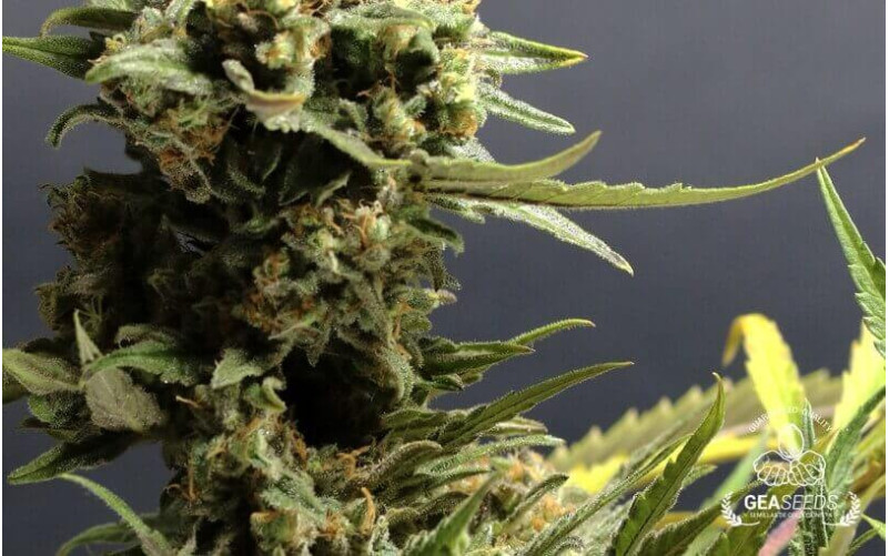 Auto Critical Gea Seeds Auto Critical Gea Seeds