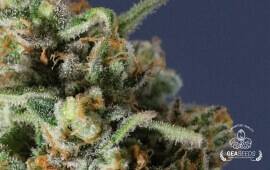 Auto Critical Gea Seeds