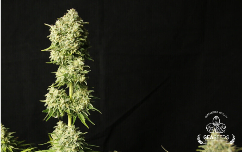 Auto Haze Gea Seeds Auto Haze Gea Seeds