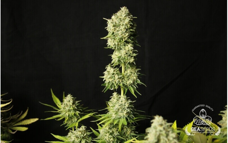 Auto Haze Gea Seeds Auto Haze Gea Seeds