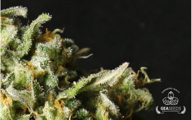 Auto Haze Gea Seeds Auto Haze Gea Seeds