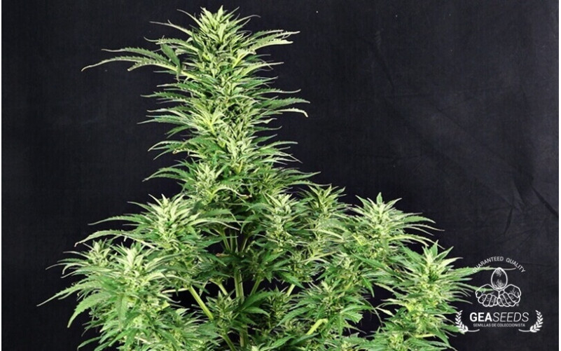 Auto M8 Gea Seeds