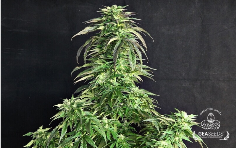Auto Somango Gea Seeds Auto Somango Gea Seeds