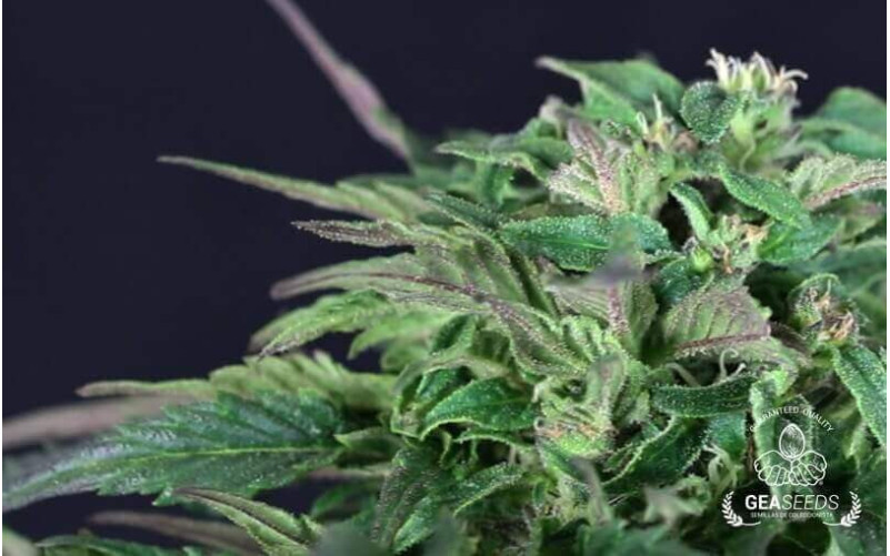 Auto Somango Gea Seeds Auto Somango Gea Seeds