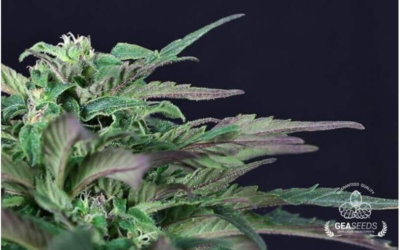 Auto Somango Gea Seeds Auto Somango Gea Seeds