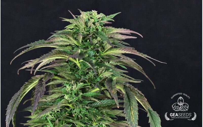 Auto Somango Gea Seeds Auto Somango Gea Seeds