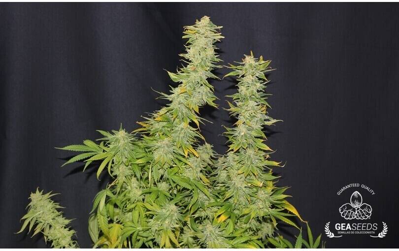 Auto Super Skunk - Autofiorenti Femminizzati - Gea Seeds