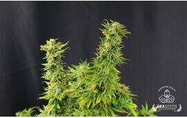 Auto Super Skunk Gea Seeds